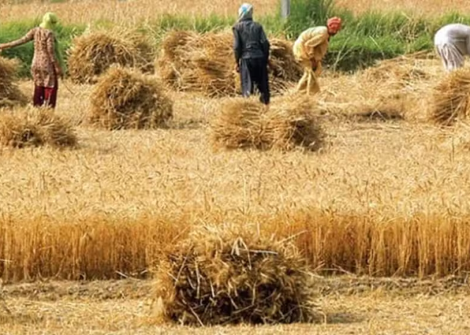 Punjab Launches Wheat Procurement Drive with 72-Hour Payment Rule