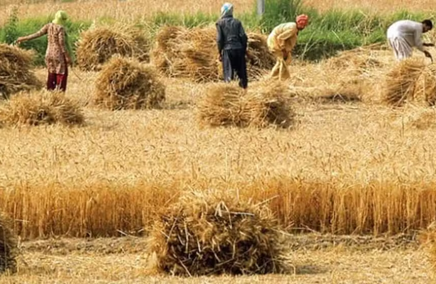 Punjab Launches Wheat Procurement Drive with 72-Hour Payment Rule