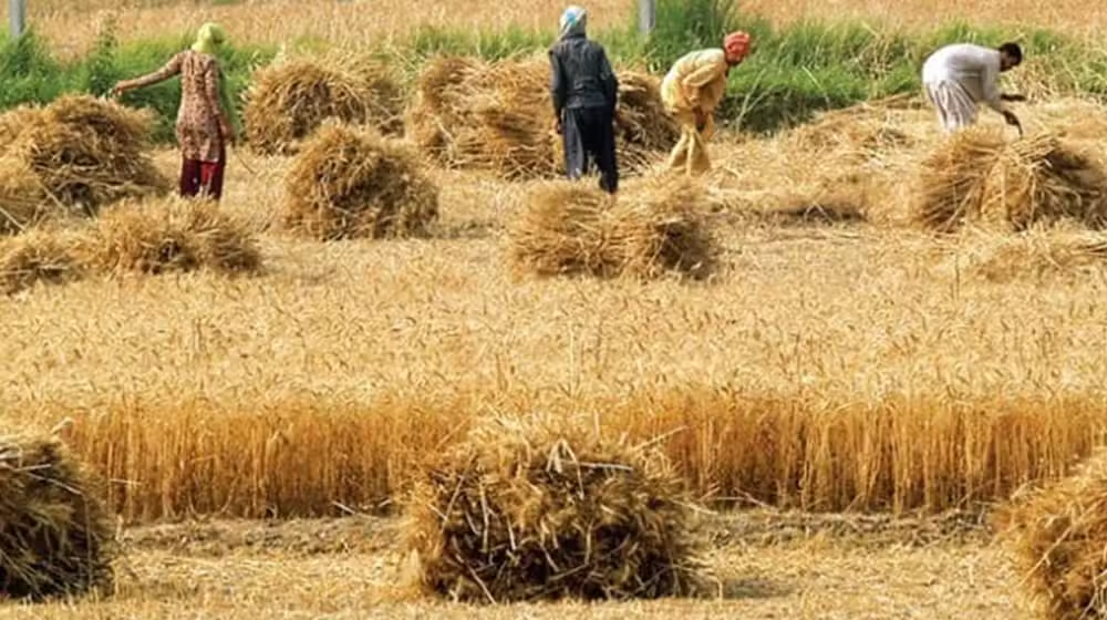 Punjab Launches Wheat Procurement Drive with 72-Hour Payment Rule