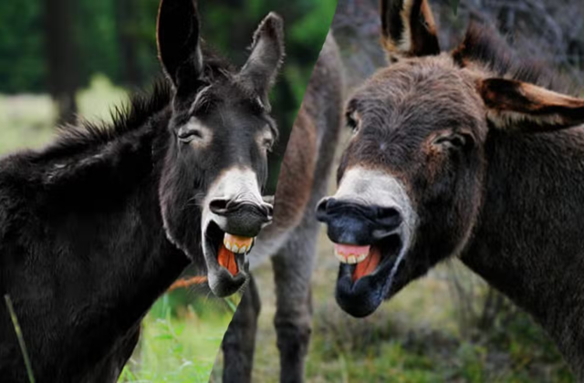 Pakistan’s Donkey Population Surpasses 6.2 Million as Livestock Sector Records Strong Growth