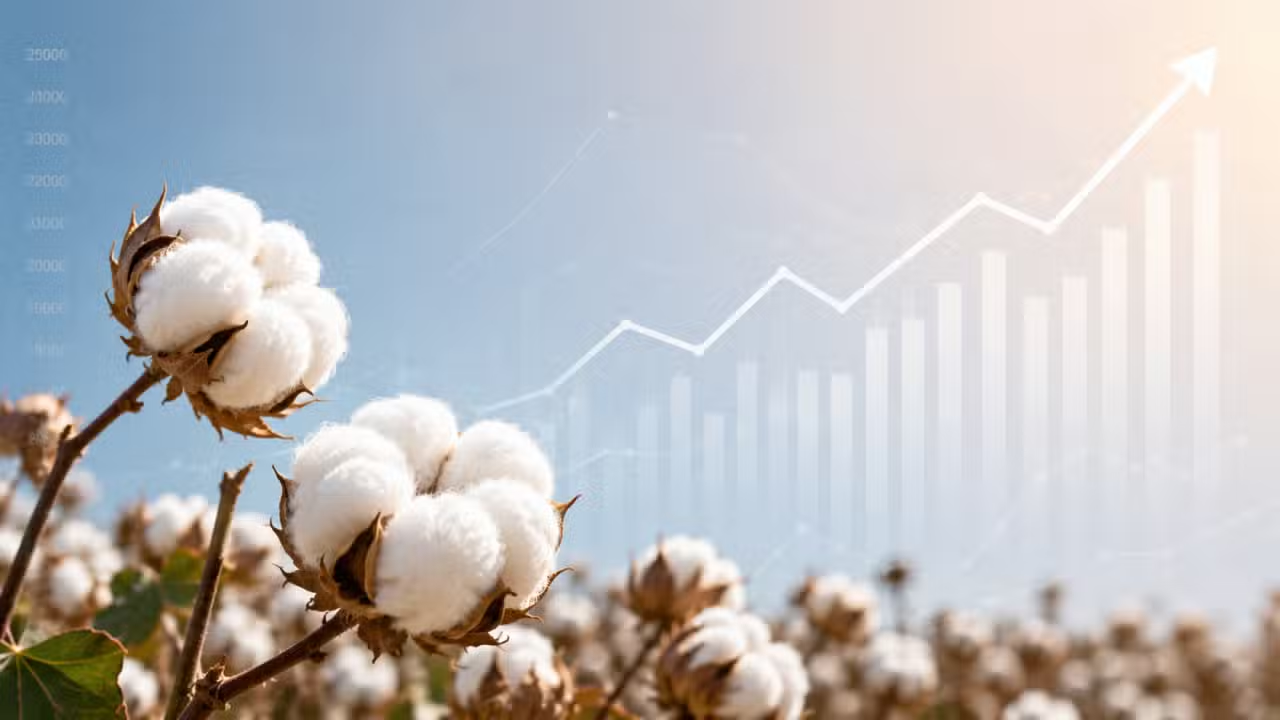 Sindh Drives 32% Surge in Pakistan’s Cotton Production Despite Slight Decline in Punjab