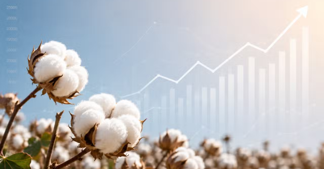 Pakistan’s Cotton Arrivals Surge 27% as Favorable Weather Boosts Crop