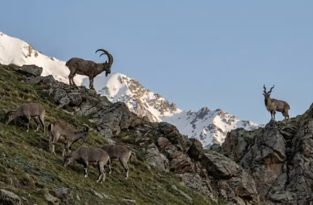 GB Auctions Permits for 117 Trophy Animals