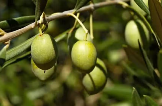 Pakistan Expands Olive Farming Under Revised Commercial Cultivation Plan